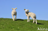 Domestic Texel sheep (Ovis aries)