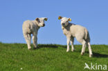 Domestic Texel sheep (Ovis aries)