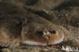 Sole (Solea solea)