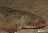Sole (Solea solea)