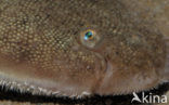 Sole (Solea solea)