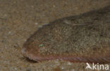 Sole (Solea solea)