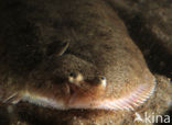 Sole (Solea solea)