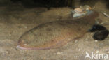 Sole (Solea solea)