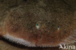 Sole (Solea solea)