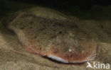 Sole (Solea solea)