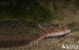 Sole (Solea solea)