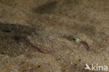 Sole (Solea solea)