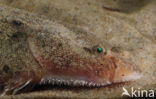 Sole (Solea solea)