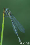 Variabele waterjuffer (Coenagrion pulchellum)