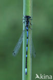 Variabele waterjuffer (Coenagrion pulchellum)