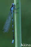 Variable Damselfly (Coenagrion pulchellum)