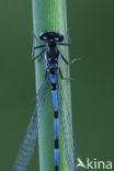 Variabele waterjuffer (Coenagrion pulchellum)