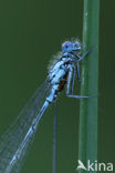 Variable Damselfly (Coenagrion pulchellum)