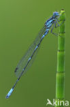 Variabele waterjuffer (Coenagrion pulchellum)