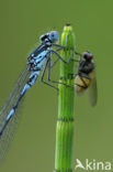 Variable Damselfly (Coenagrion pulchellum)