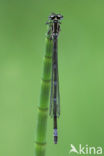 Variabele waterjuffer (Coenagrion pulchellum)