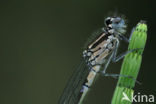 Variable Damselfly (Coenagrion pulchellum)