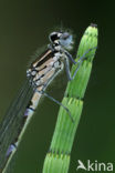 Variable Damselfly (Coenagrion pulchellum)