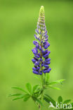 Garden Lupin (Lupinus polyphyllus)