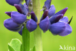 Garden Lupin (Lupinus polyphyllus)