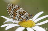 Veldparelmoervlinder (Melitaea cinxia) 