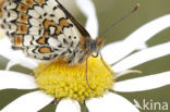 Veldparelmoervlinder (Melitaea cinxia) 