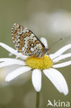 Veldparelmoervlinder (Melitaea cinxia) 