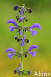 Veldsalie (Salvia pratensis) 