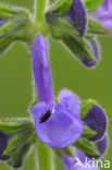 Veldsalie (Salvia pratensis) 