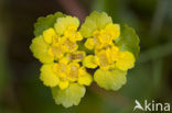 Alternate-leaved Golden Saxifrage (Chrysosplenium alternifolium)