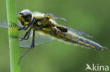 Viervlek (Libellula quadrimaculata)