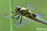 Viervlek (Libellula quadrimaculata)