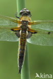 Viervlek (Libellula quadrimaculata)