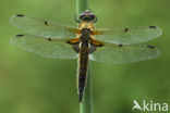 Viervlek (Libellula quadrimaculata)