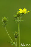 Viltganzerik (Potentilla argentea)