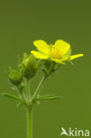 Viltganzerik (Potentilla argentea)