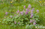 Vingerhelmbloem (Corydalis solida)