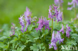 Vingerhelmbloem (Corydalis solida)