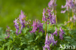 Bulbous Corydalis (Corydalis solida)