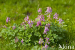 Bulbous Corydalis (Corydalis solida)