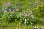 Vingerhelmbloem (Corydalis solida)