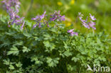 Vingerhelmbloem (Corydalis solida)