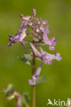 Bulbous Corydalis (Corydalis solida)