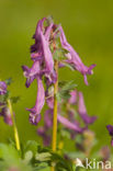 Vingerhelmbloem (Corydalis solida)