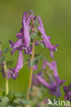 Bulbous Corydalis (Corydalis solida)