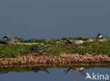 Common Tern (Sterna hirundo)