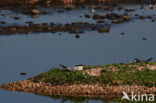 Common Tern (Sterna hirundo)