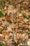 Bird’s-nest Orchid (Neottia nidus-avis)