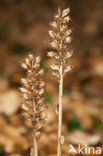 Bird’s-nest Orchid (Neottia nidus-avis)